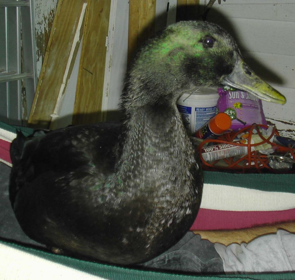 Liz: A Cayuga Drake